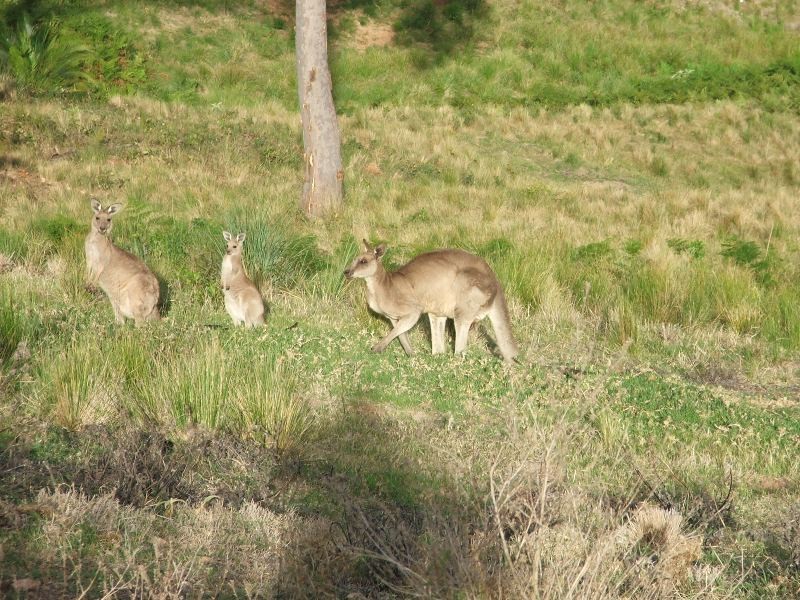 Long Beach NSW 2536