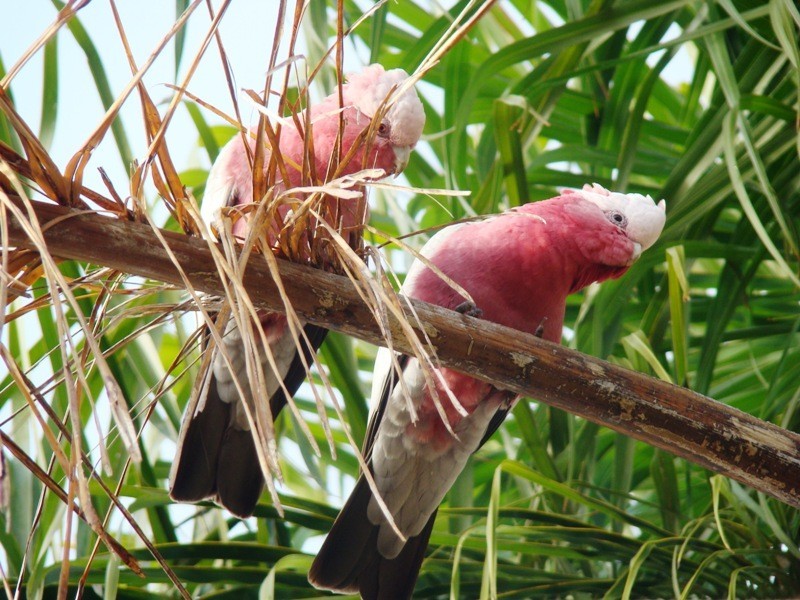 Batemans Bay NSW 2536