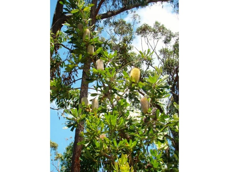 Broulee NSW 2537