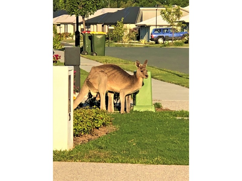 31 Caraway Crescent, Banksia Beach QLD 4507