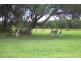 White Patch QLD 4507