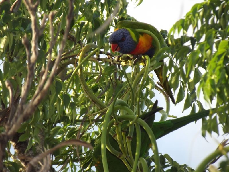 Banksia Beach QLD 4507