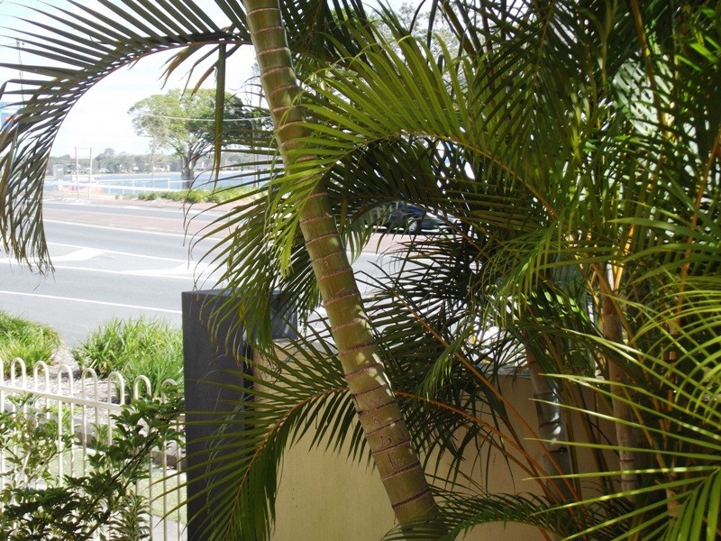 3/54 Winstone Drive, Bongaree QLD 4507