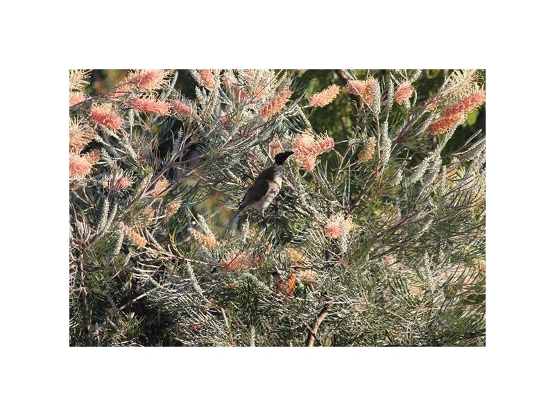 33 Dunebean Drive, Banksia Beach QLD 4507