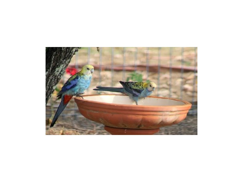 11 Flamingo Drive, Banksia Beach QLD 4507