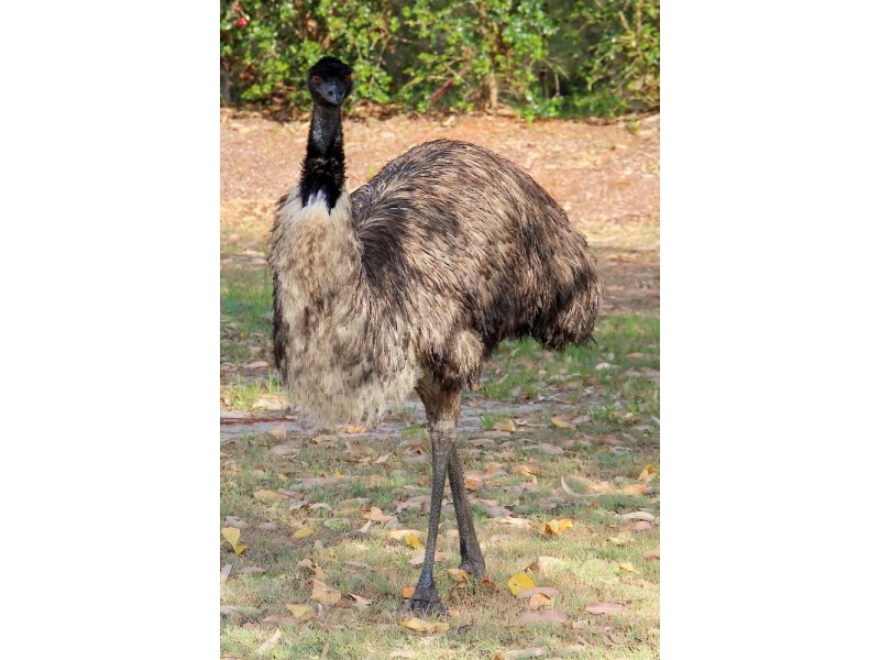 11 Flamingo Drive, Banksia Beach QLD 4507