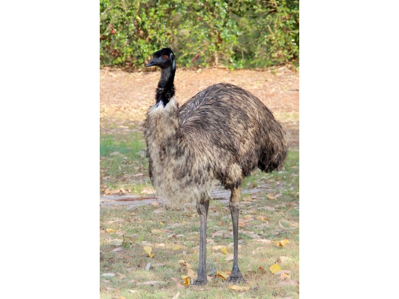 11 Flamingo Drive, Banksia Beach QLD 4507