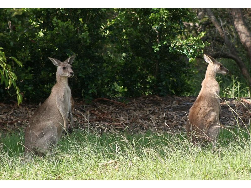 11 Flamingo Drive, Banksia Beach QLD 4507