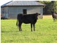 813 Murndal Road, Hamilton VIC 3300