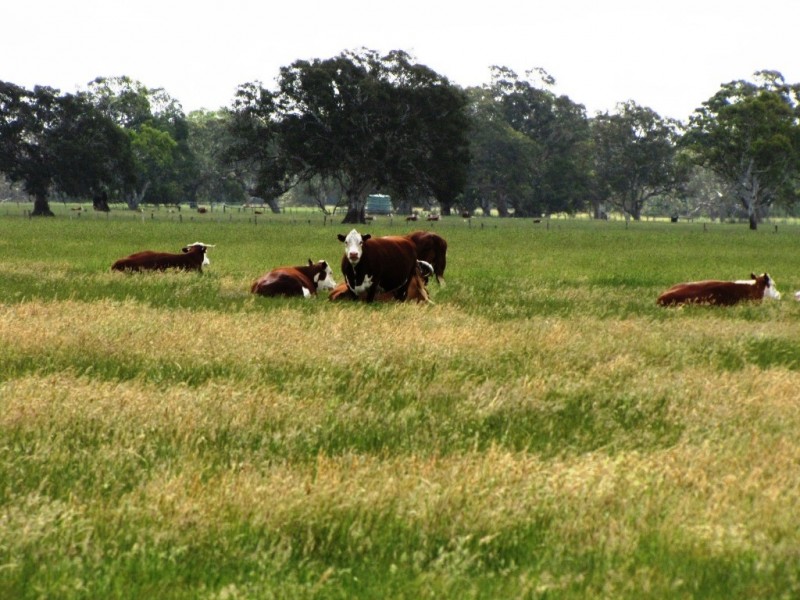 00 Old Kalangadoo-Penola Road, Kalangadoo SA 5278