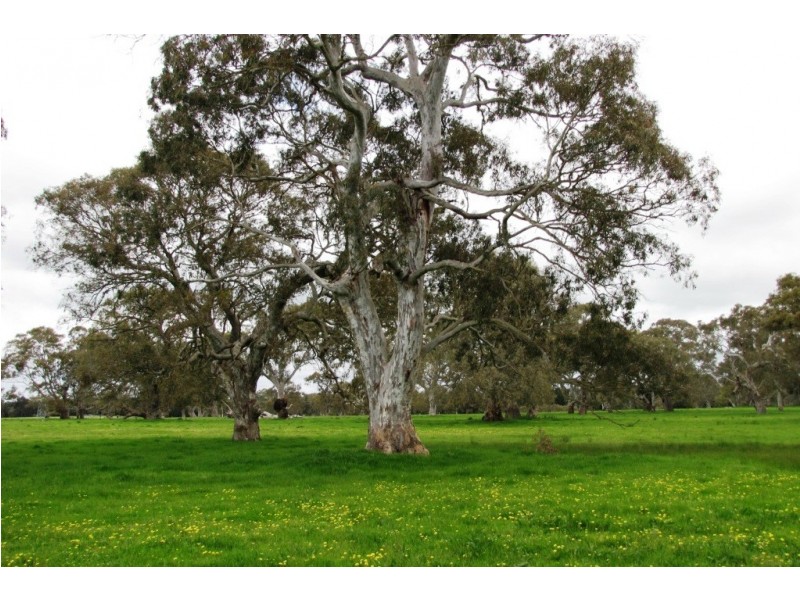 249 Burrows Road, Dartmoor VIC 3304