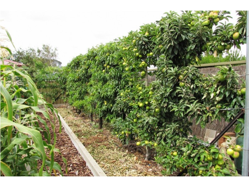 7 Coral Court, Mount Gambier SA 5290