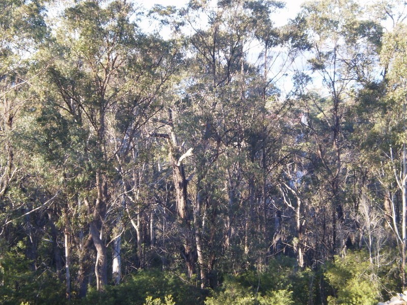 21 BELLEVUE PLACE, Eden NSW 2551