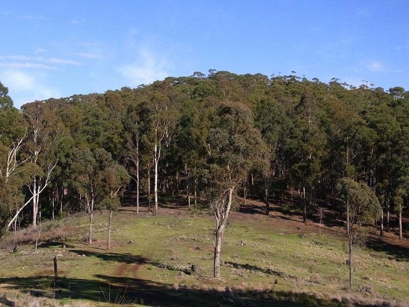 VARIOUS FLORABUNDA LANE, Nethercote NSW 2549