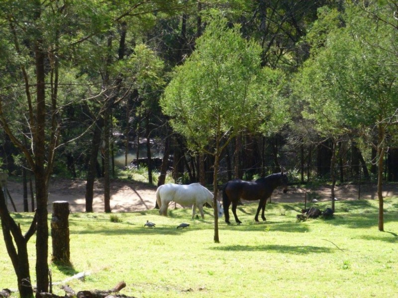 369 Devils Hole Road, Wyndham NSW 2550