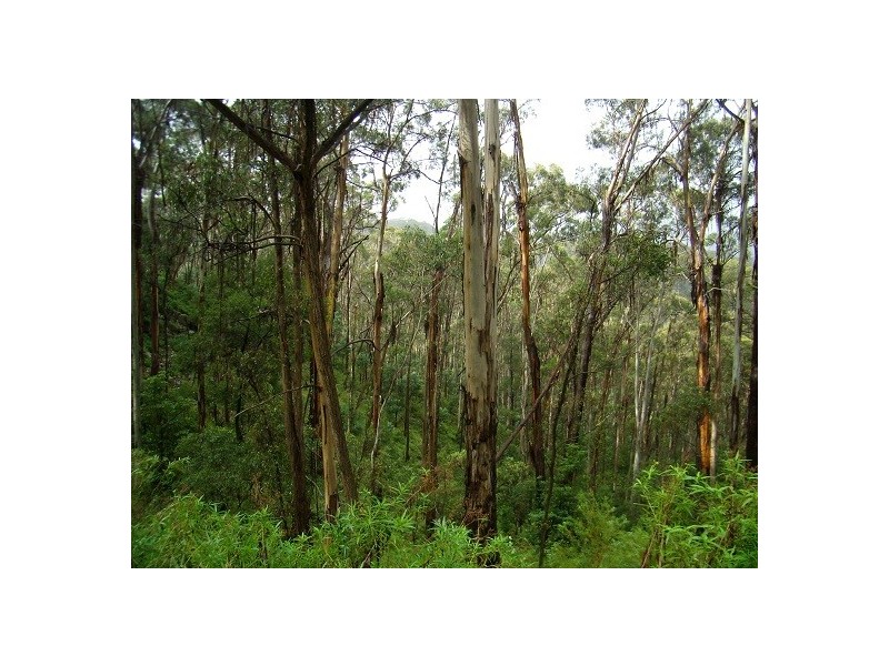 LOT 196 MT DARRAGH ROAD, Wyndham NSW 2550