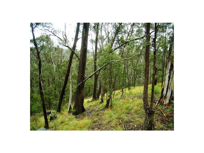 LOT 196 MT DARRAGH ROAD, Wyndham NSW 2550