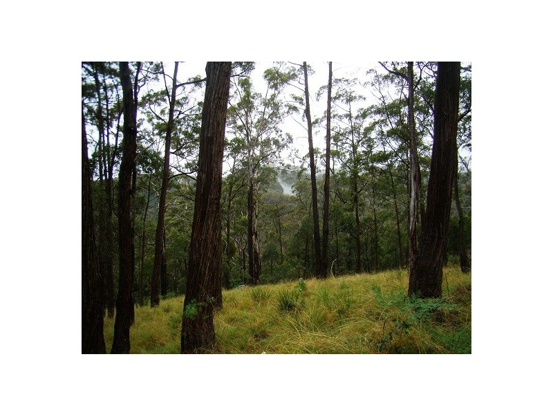 LOT 196 MT DARRAGH ROAD, Wyndham NSW 2550