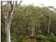 LOT 196 MT DARRAGH ROAD, Wyndham NSW 2550