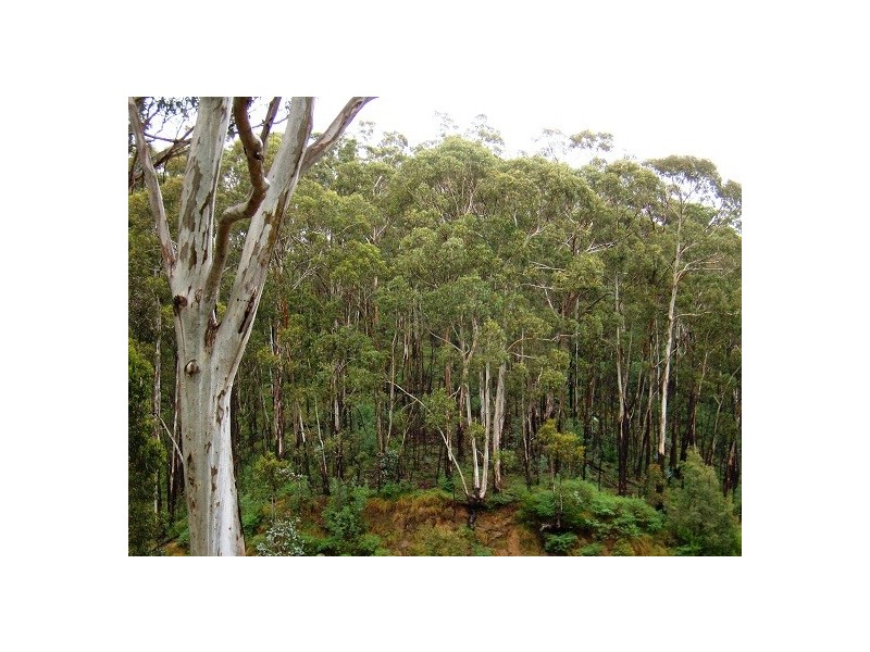 LOT 196 MT DARRAGH ROAD, Wyndham NSW 2550
