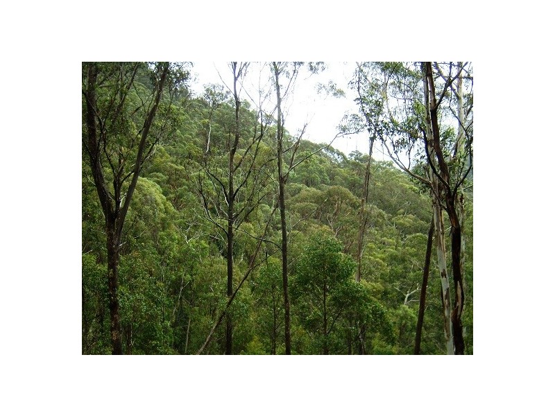 LOT 196 MT DARRAGH ROAD, Wyndham NSW 2550