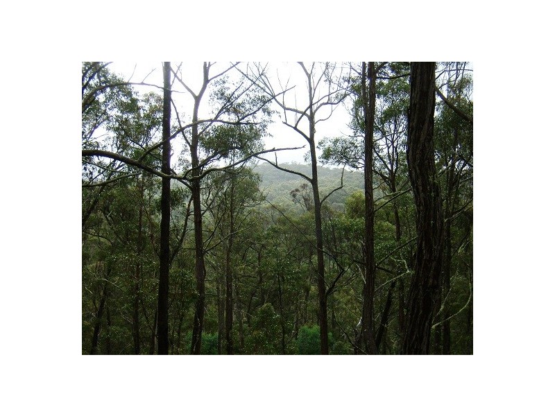 LOT 196 MT DARRAGH ROAD, Wyndham NSW 2550