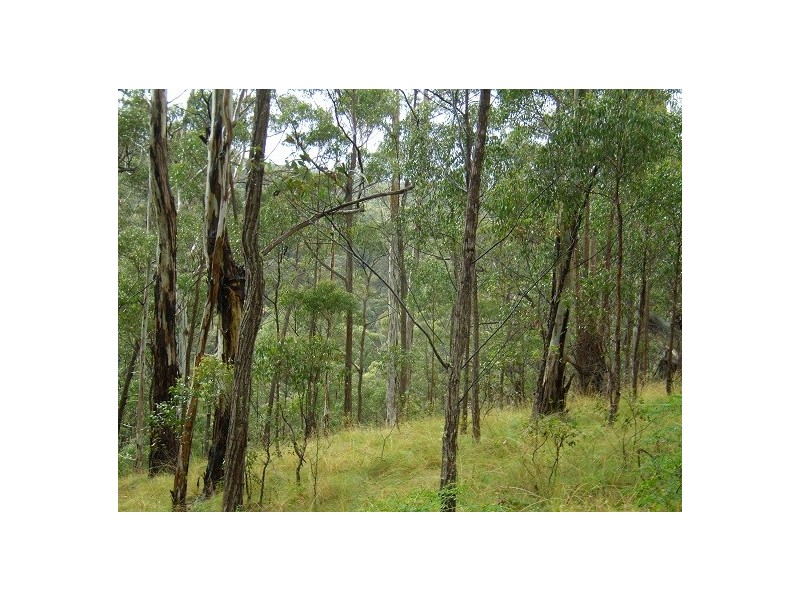 LOT 196 MT DARRAGH ROAD, Wyndham NSW 2550
