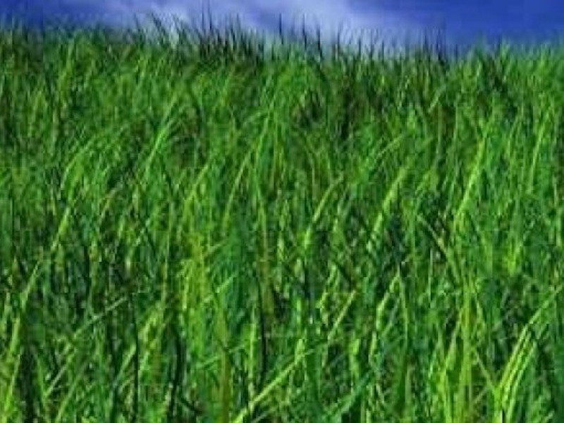 5 Bilby Court, Pakenham VIC 3810