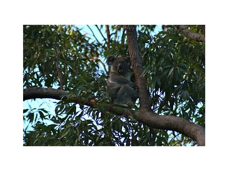 23 Cornwall Drive, Elanora QLD 4221