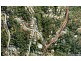 45 Forest Drive, Elanora QLD 4221