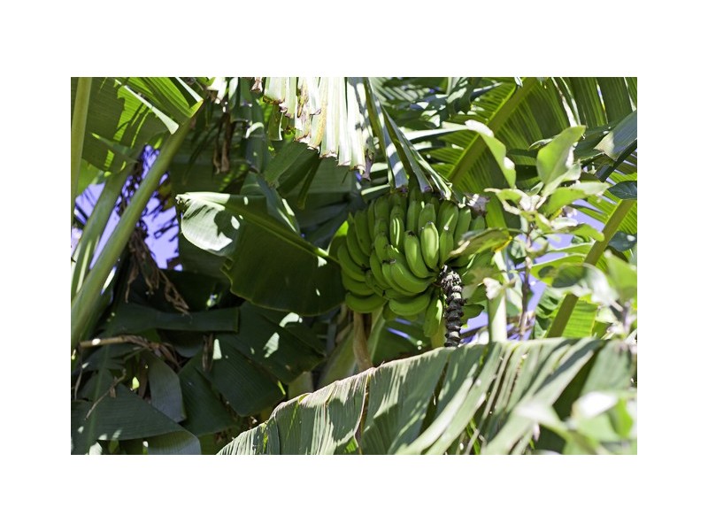 639 Trees Road, Tallebudgera QLD 4228