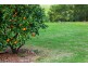 10 Shelduck st, Cleveland QLD 4163