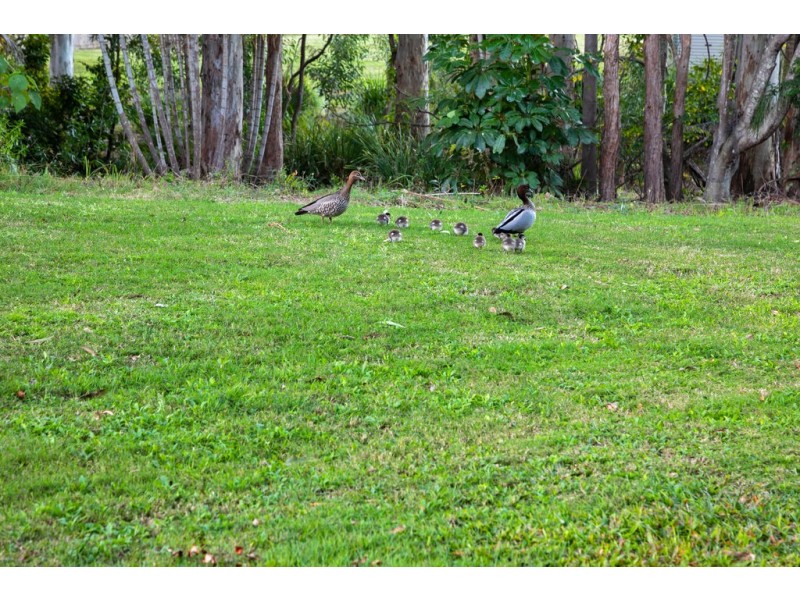 10 Shelduck st, Cleveland QLD 4163