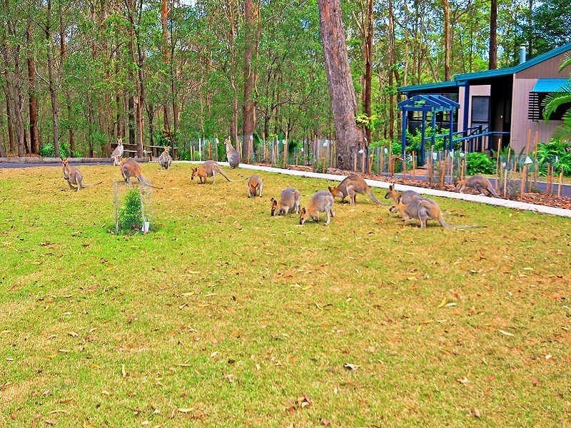 1 Brushbox Court, Mount Cotton QLD 4165