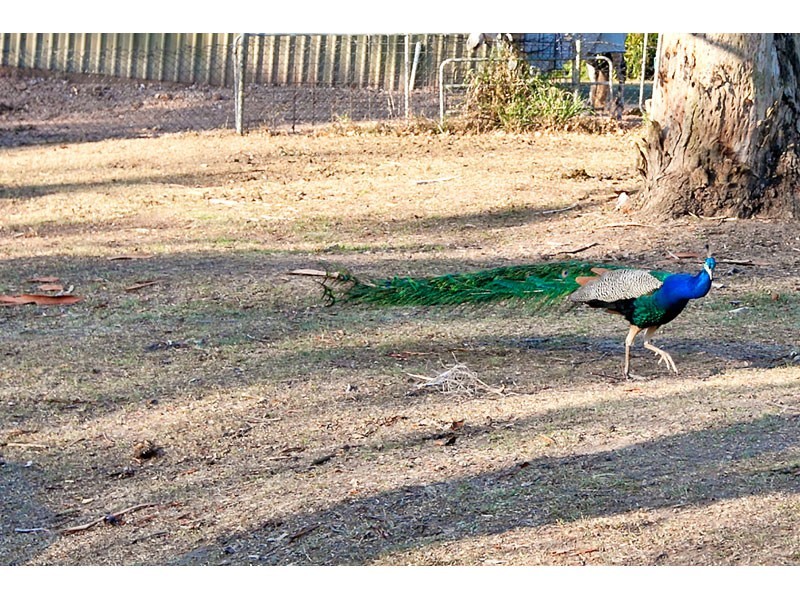 189 Avalon Road, Sheldon QLD 4157