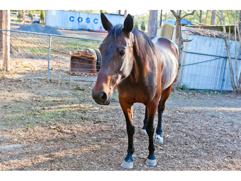 189 Avalon Road, Sheldon QLD 4157