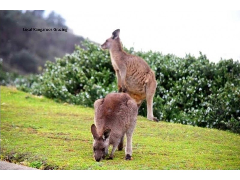 12 Brace Close, Kioloa NSW 2539