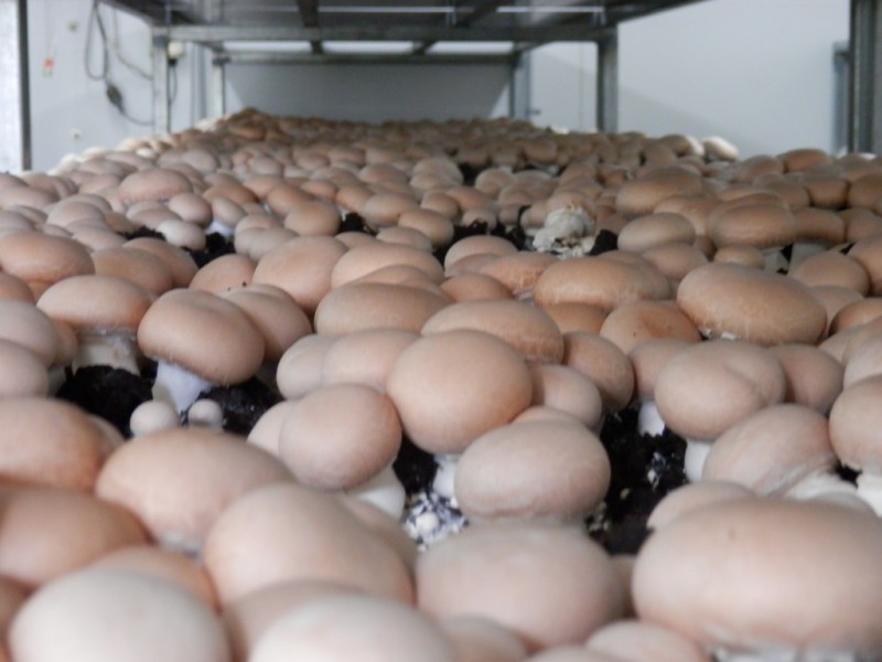 F1465 Princes Highway, Termeil NSW 2539