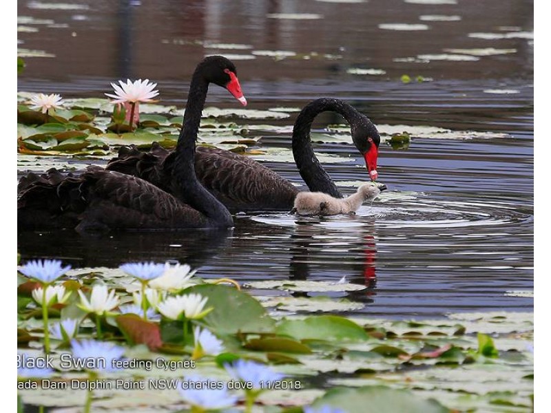 Lot 530 Pedder Drive, Burrill Lake NSW 2539