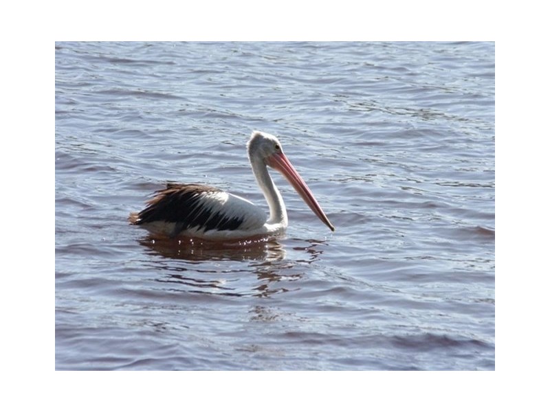 45 Carroll Ave Lakeside, Lake Conjola NSW 2539