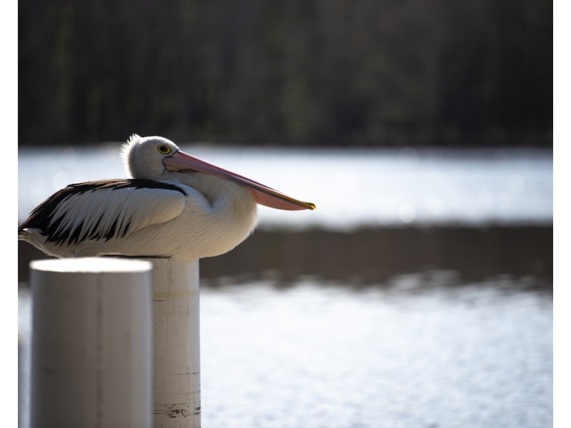 3 Edwin Avenue, Lake Conjola NSW 2539