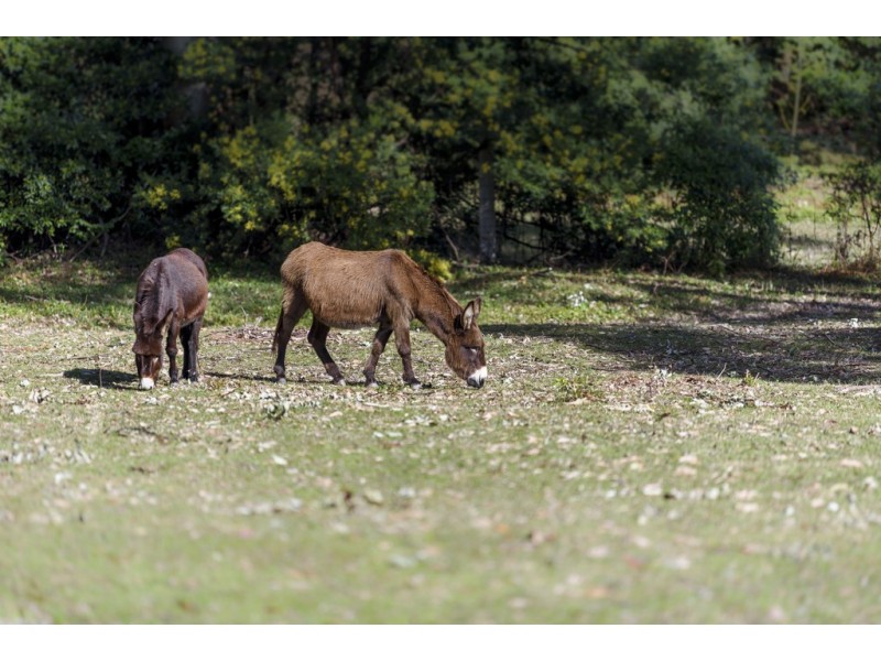 F1563 Princes Highway, Termeil NSW 2539