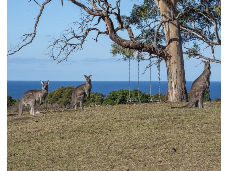 63 Bundle Hill Road, Bawley Point NSW 2539