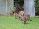 12 Beachview Avenue, Berrara NSW 2540