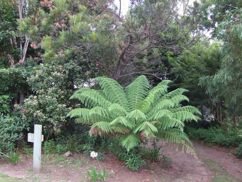 13 Alma Avenue, Fishermans Paradise NSW 2539