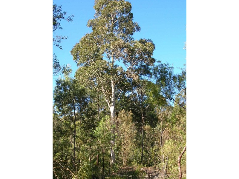 Lot 6 Woodburn Road, Milton NSW 2538