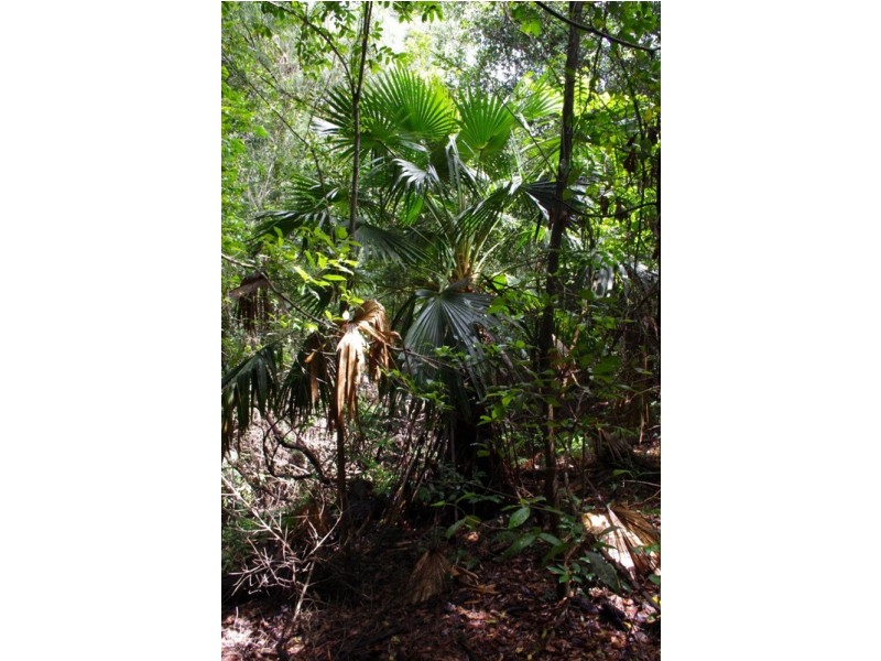 Lot 5 Kyeema Drive, Milton NSW 2538