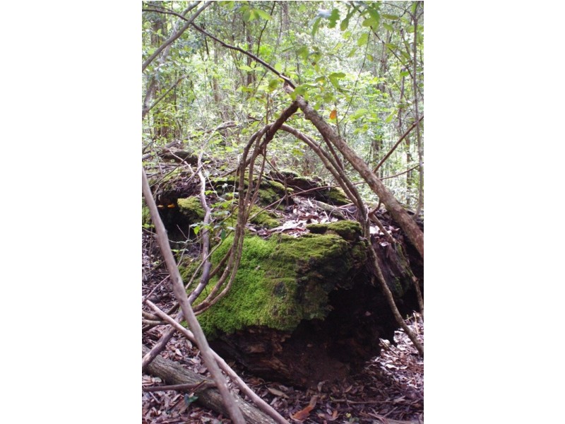 Lot 5 Kyeema Drive, Milton NSW 2538