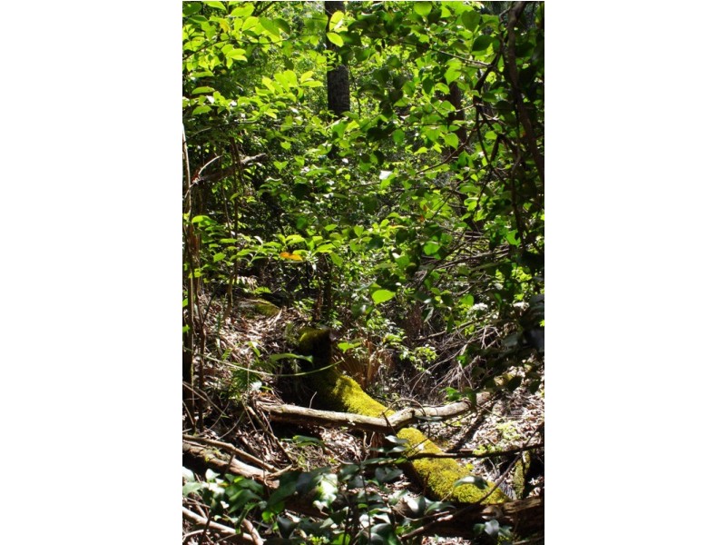 Lot 5 Kyeema Drive, Milton NSW 2538