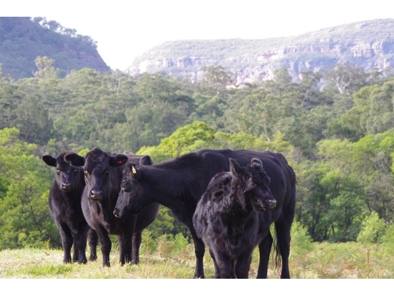 Lot 1 Yadboro Road, Yadboro NSW 2539